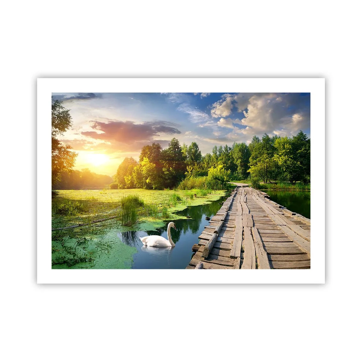 Poster - Vară, vară peste tot - 70x50 cm