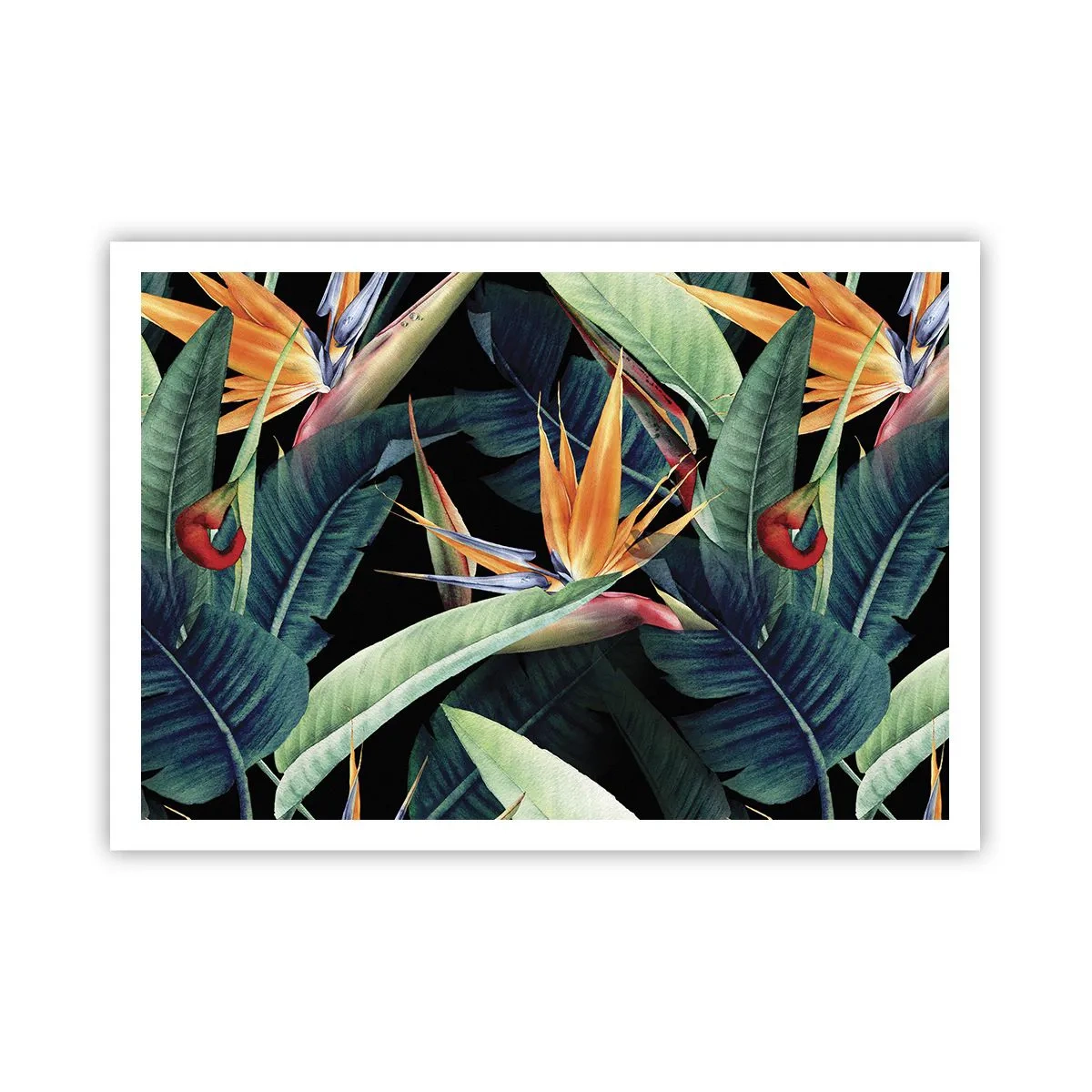 Poster - Florile de flacără ale tropicelor - 100x70 cm
