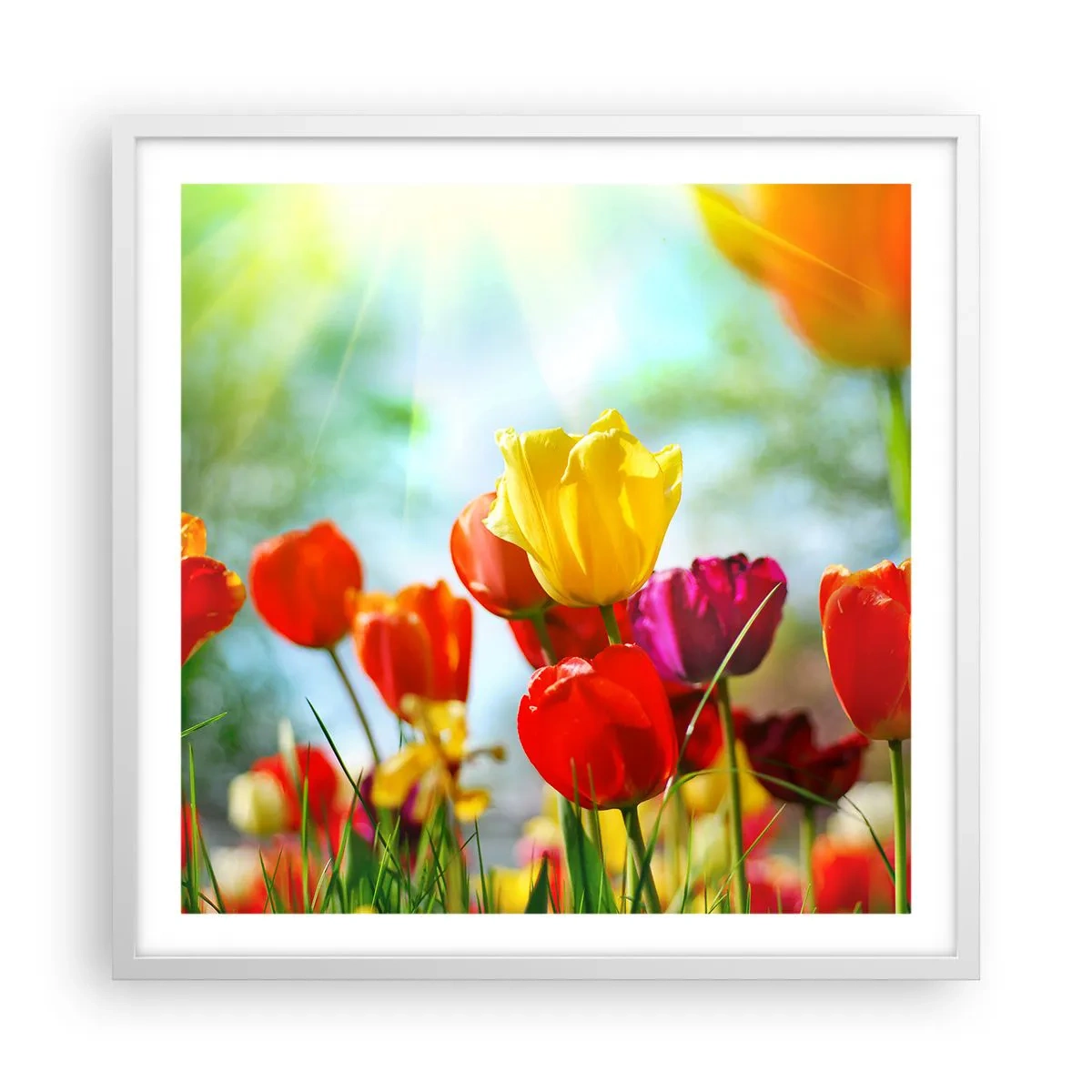 Poster în ramă albă - Toate culorile soarelui - 60x60 cm