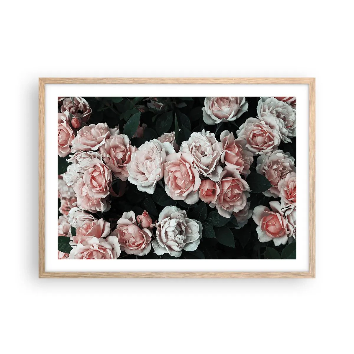Poster în ramă de stejar deschis - Ansamble de trandafiri - 70x50 cm