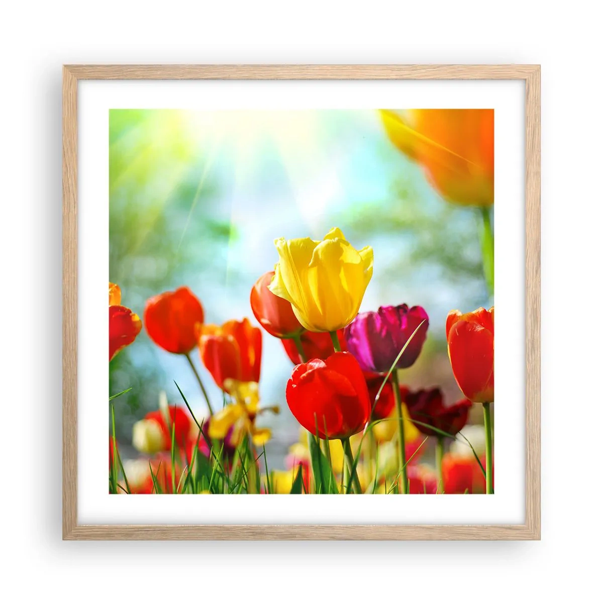 Poster în ramă de stejar deschis - Toate culorile soarelui - 50x50 cm