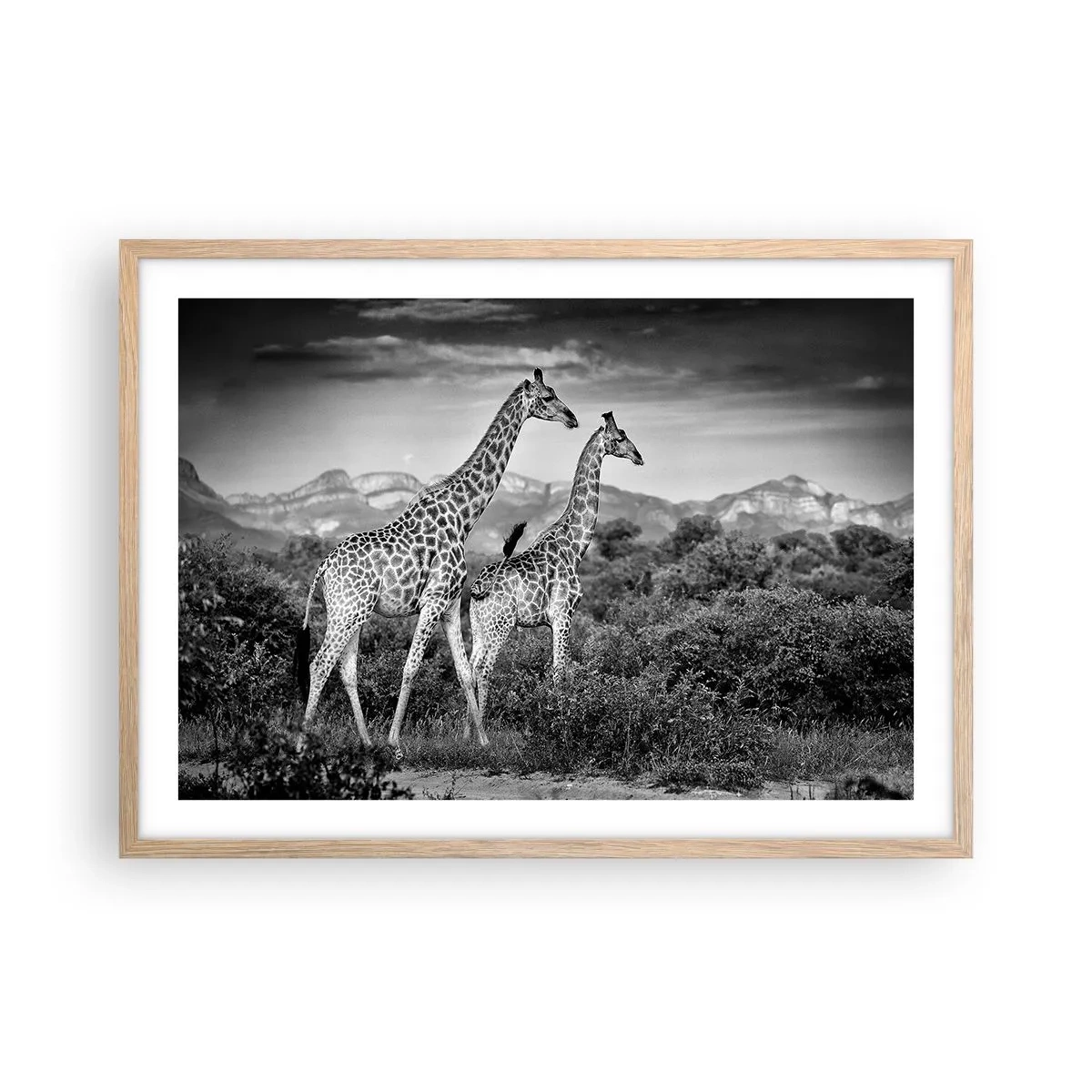 Poster în ramă de stejar deschis - Clasele superioare din Africa - 70x50 cm