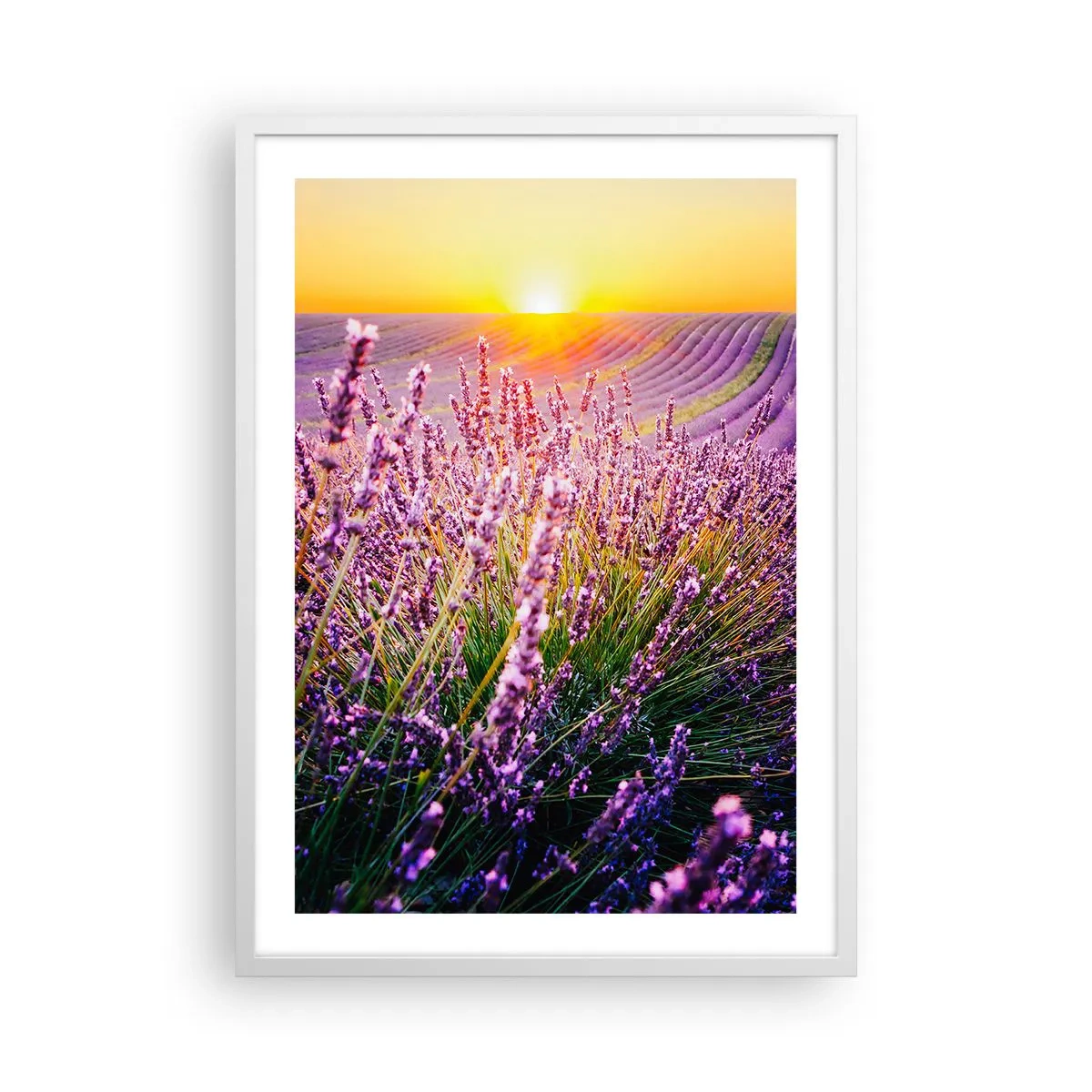 Poster în ramă albă - Câmpul parfumat - 50x70 cm