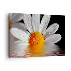 Tablou pe pânză Canvas - O margaretă albă cu picături de apă imersate într-o reflexie a apei - 70x50cm - Răsăritul soarelui al Margaretei - Decorațiune modernă pentru perete pentru living și dormitor ARTTOR