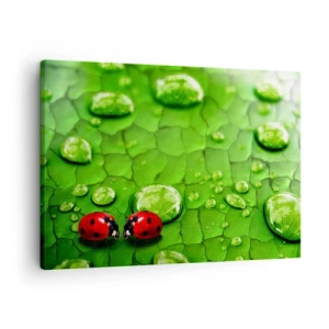 Tablou pe pânză Canvas - Două buburuze pe o frunză cu picături de apă în macrofotografie - 70x50cm - Întâlnire în verde - Decorațiune modernă pentru perete pentru living și dormitor ARTTOR