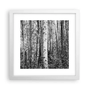Poster în ramă albă - Coloane de mesteacăn - 30x30 cm