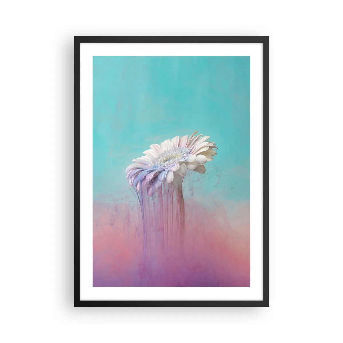 Poster în ramă neagră - Gerberă albă cu dungi colorate pe un fundal pastel - 50x70cm - Viața de după flori - Decorațiune modernă pentru perete pentru living și dormitor ARTTOR