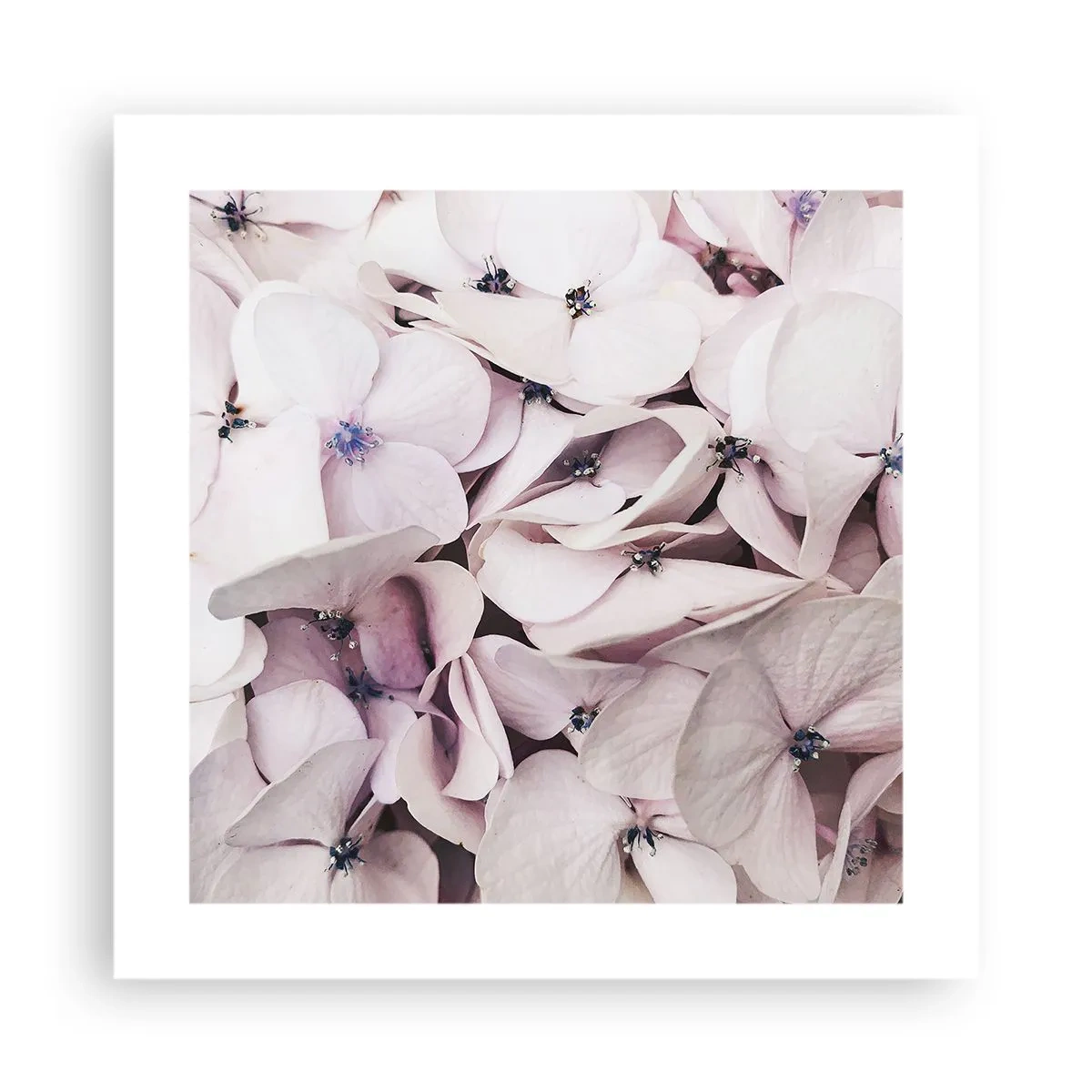 Poster - Într-un potop de flori - 40x40 cm