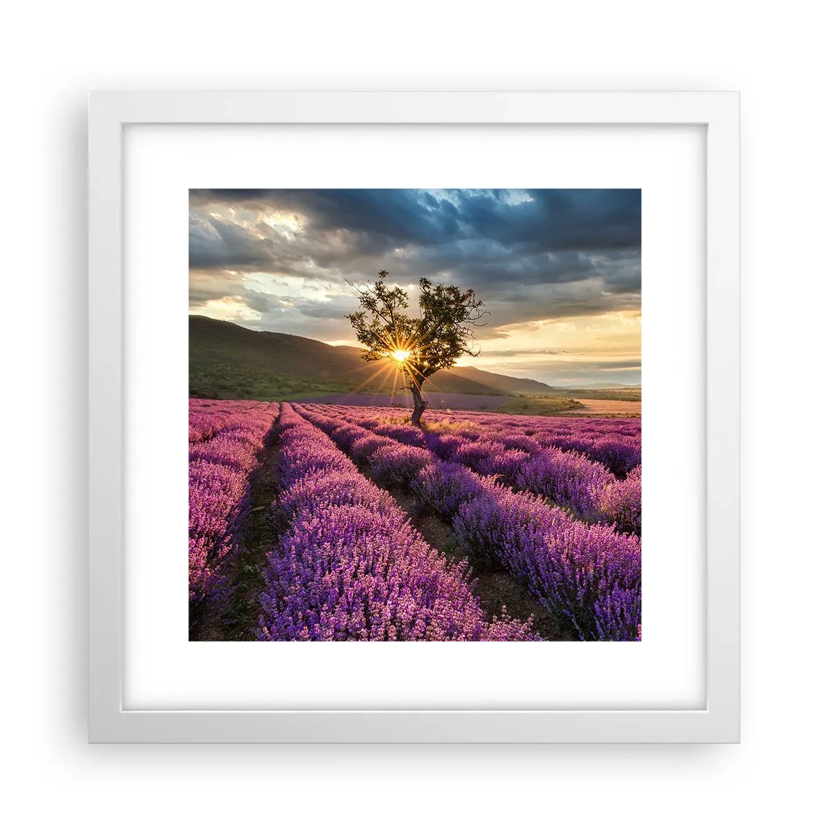 Poster în ramă albă - Aroma în liliac - 30x30 cm