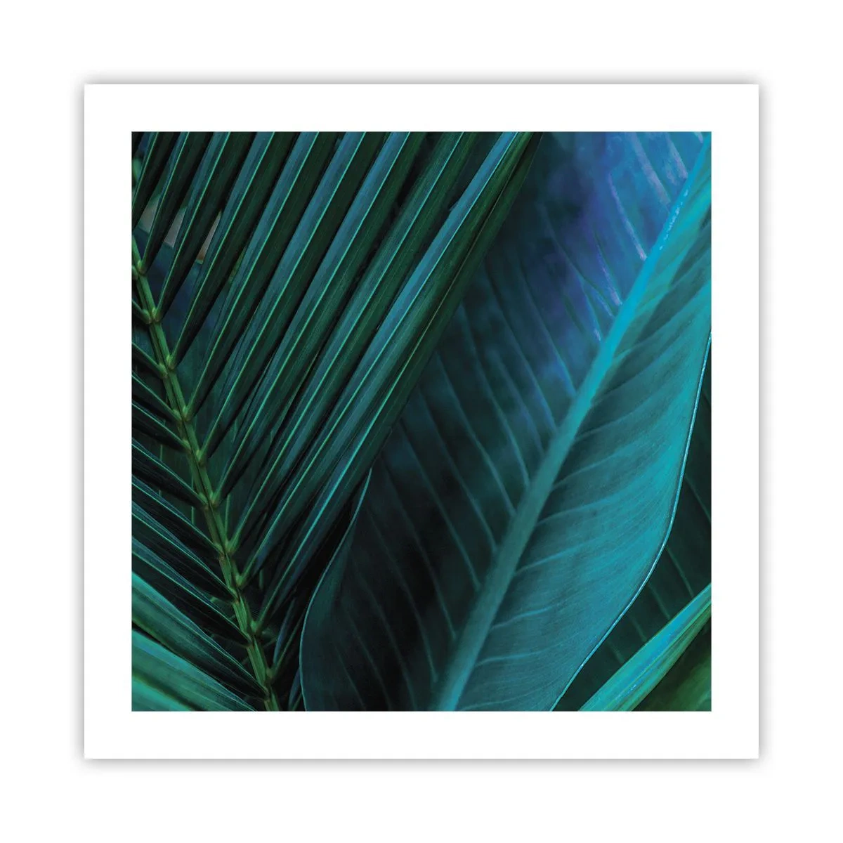 Poster - Anatomia verdelui - 50x50 cm