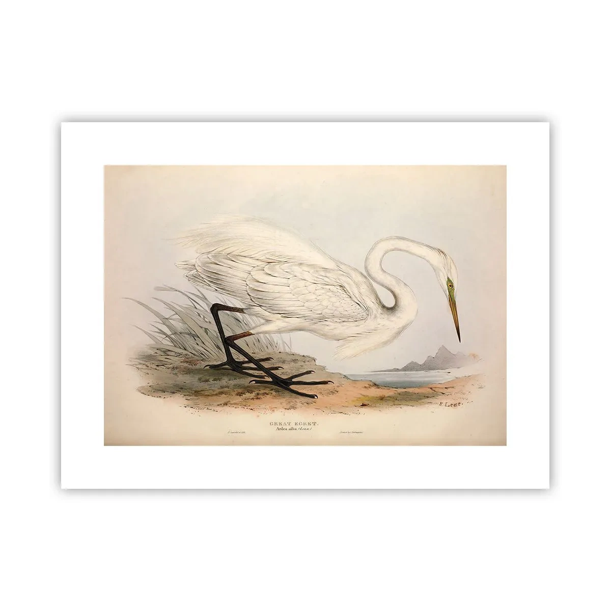 Poster - Doamna în stufărișuri - 40x30 cm