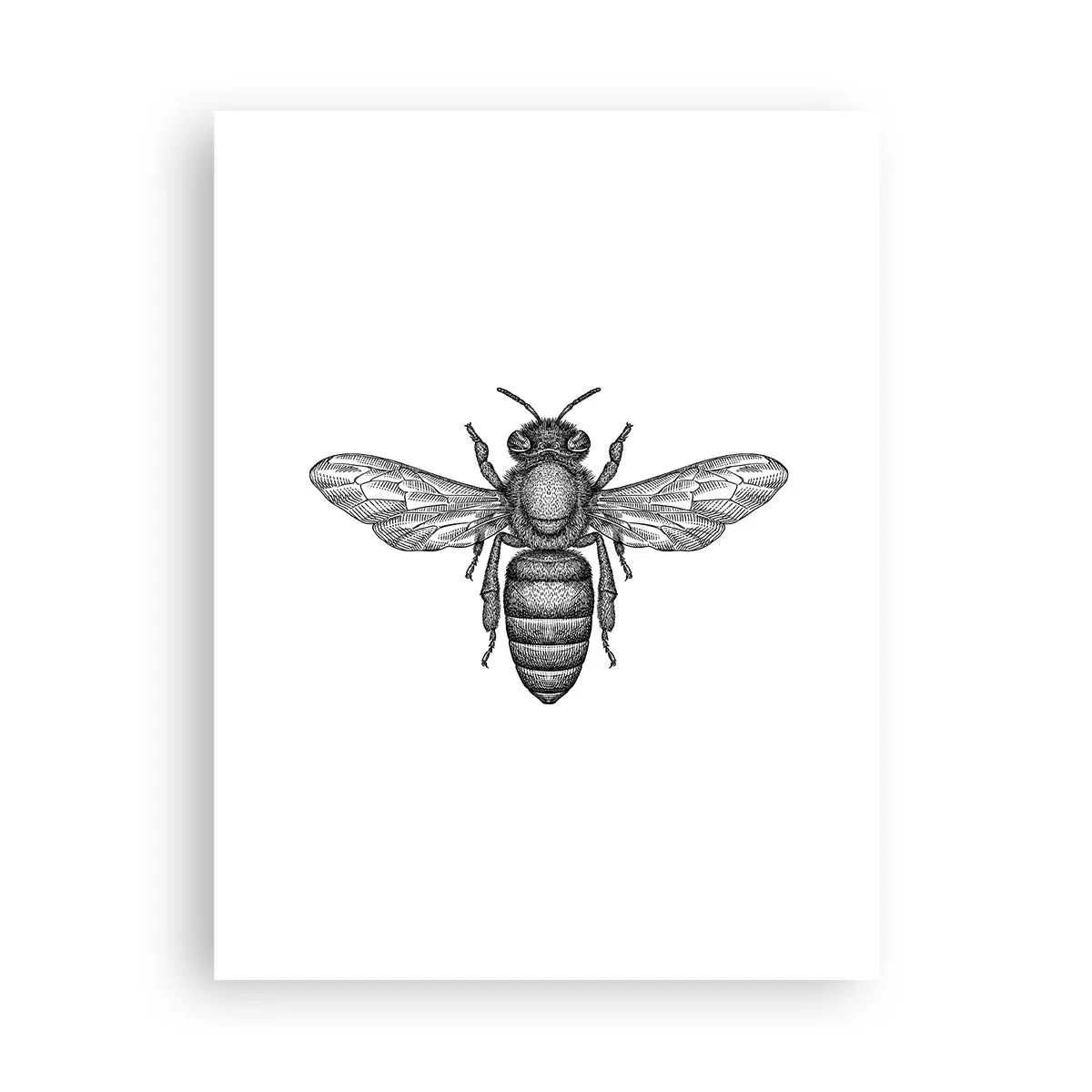 Poster - Portret de insectă - 30x40 cm