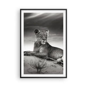 Poster în ramă neagră - Odihna reginei deșertului - 61x91 cm