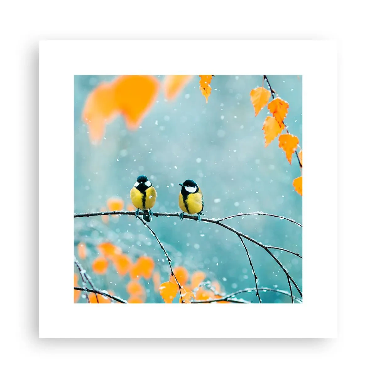 Poster - Bârfele păsărilor - 30x30 cm