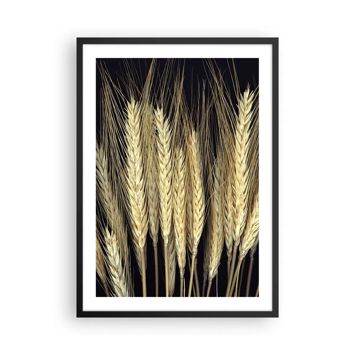 Poster în ramă neagră - Prim-plan al spicelor de grâu pe un fundal negru - 50x70cm - Magie rustică - Decorațiune modernă pentru perete pentru living și dormitor ARTTOR