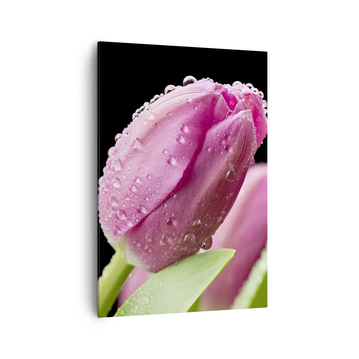 Tablou pe pânză - Un vis de liliac în rouă - 70x100 cm