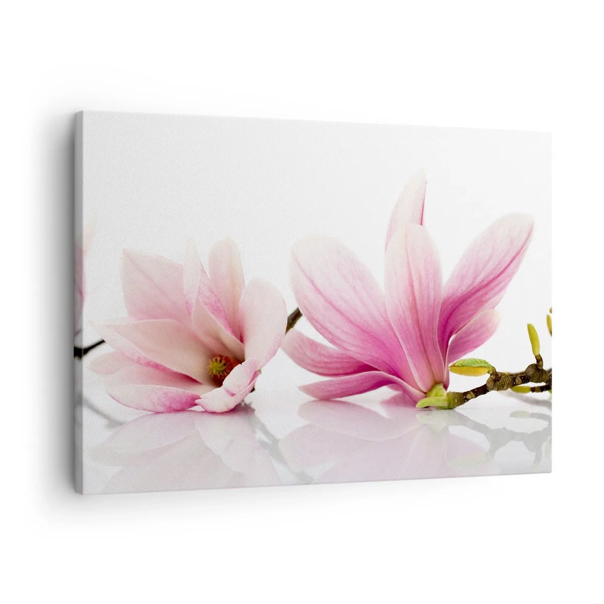 Tablou pe pânză Canvas - Magnolii roz delicate pe fundal alb - 70x50cm - Delicate ca o adiere de primăvară - Decorațiune modernă pentru perete pentru living și dormitor ARTTOR