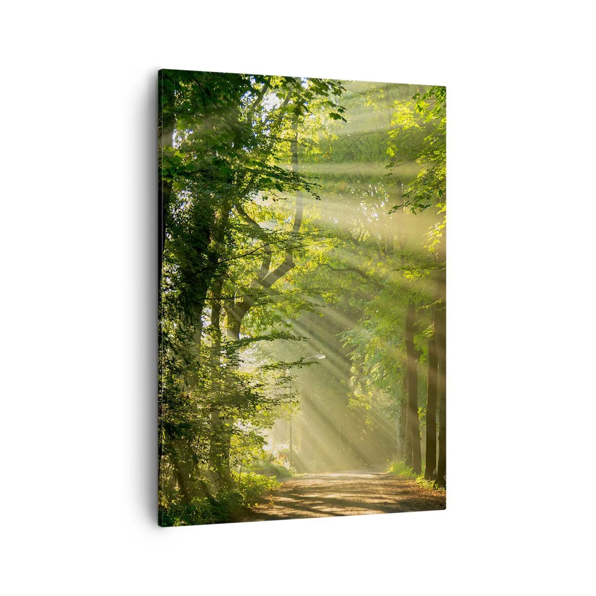 Tablou pe pânză - Moment de pădure - 50x70 cm