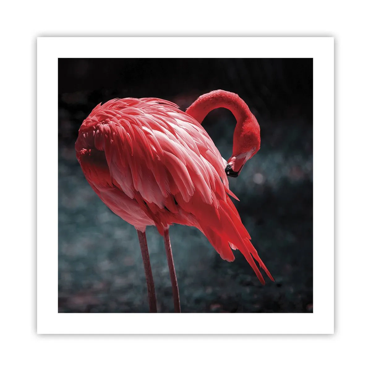 Poster - Poemul purpuriu al naturii - 50x50 cm