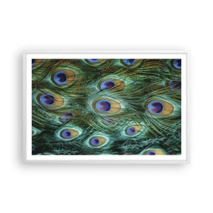 Poster în ramă albă - O privire cu ochi de păun - 91x61 cm