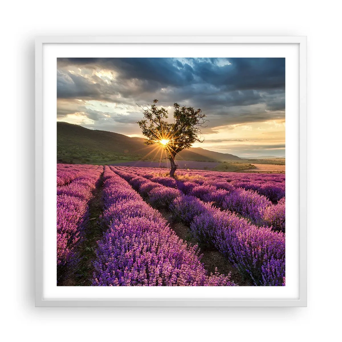 Poster în ramă albă - Aroma în liliac - 60x60 cm