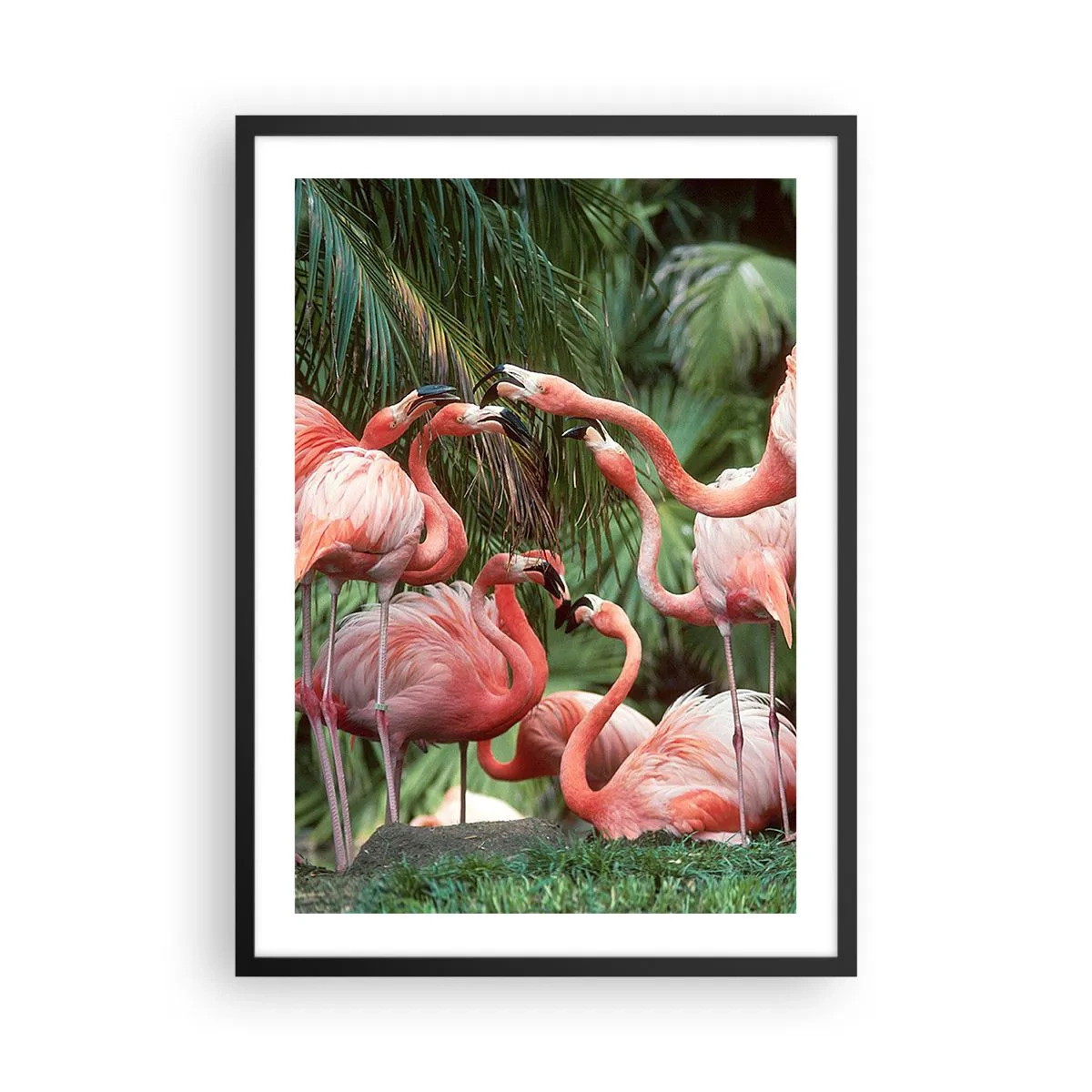 Poster în ramă neagră - Flamingi roz într-un cadru exotic de palmieri - 50x70cm - Bârfa de după-amiază - Decorațiune modernă pentru perete pentru living și dormitor ARTTOR