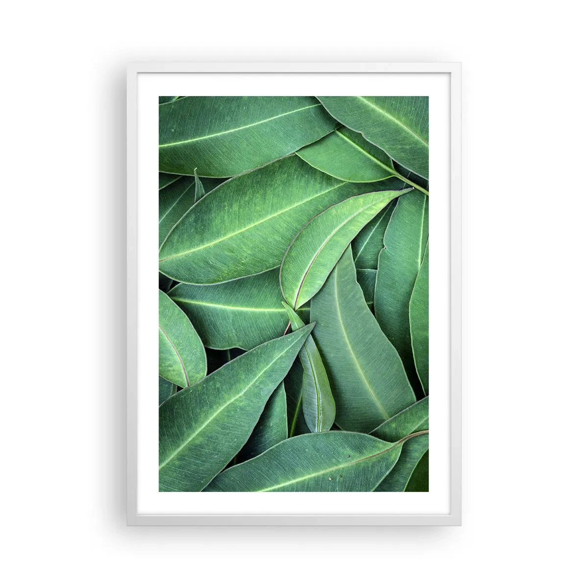 Poster în ramă albă - Suculente și proaspete - 50x70 cm