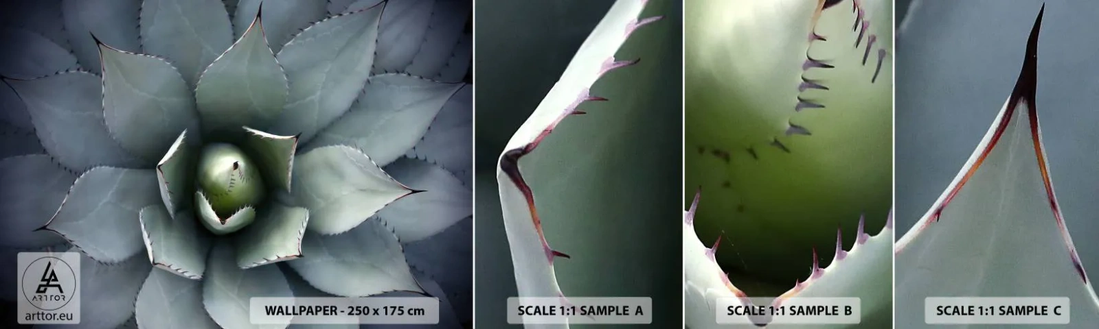 Mostră tapet autocolant Deluxe Sticker - Momește și avertizează - Floare de agave, Agavă, Exotism - 100x30 cm