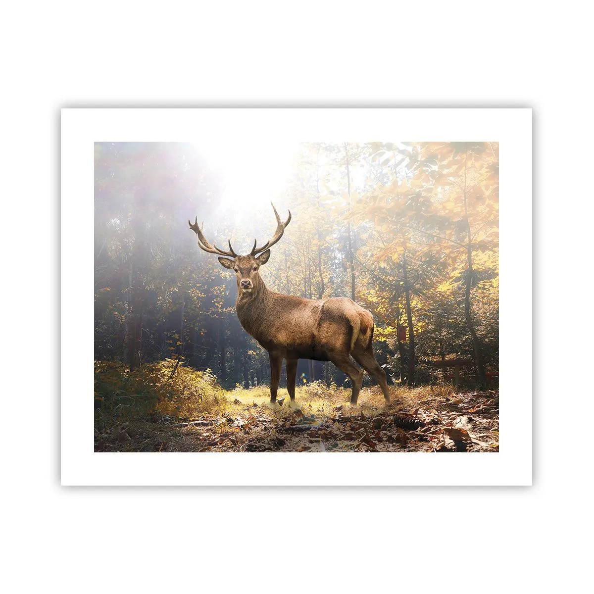 Poster - Măreție calmă - 50x40 cm