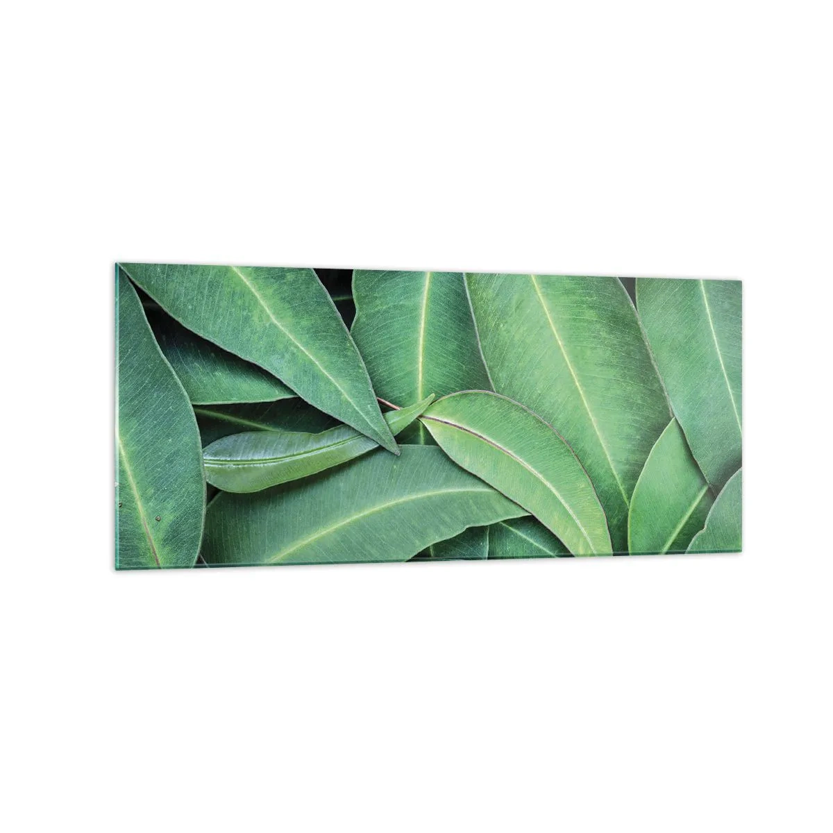 Tablou pe sticlă - Suculente și proaspete - 120x50 cm