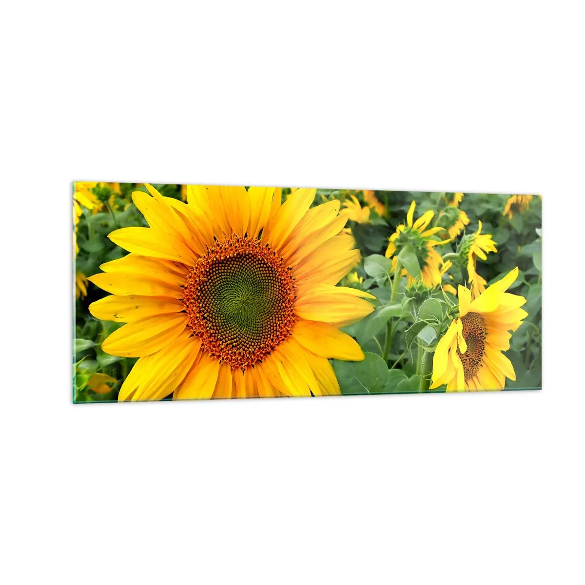 Tablou pe sticlă - Sute de sori se aprind în flăcări - 100x40 cm