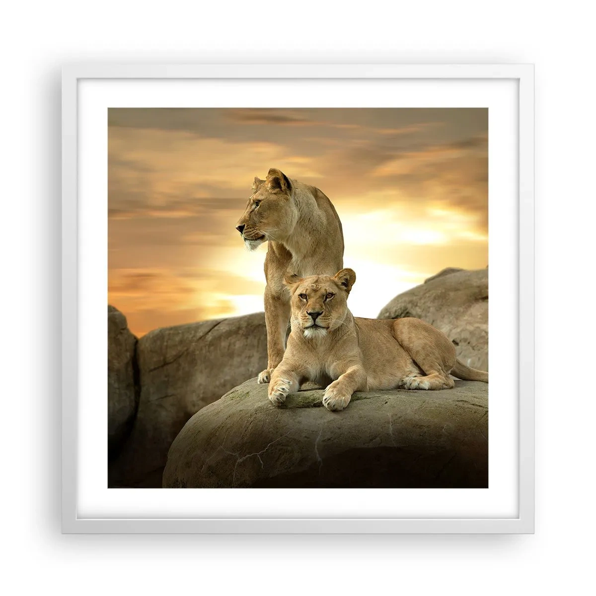 Poster în ramă albă - Maiestate regală - 50x50 cm