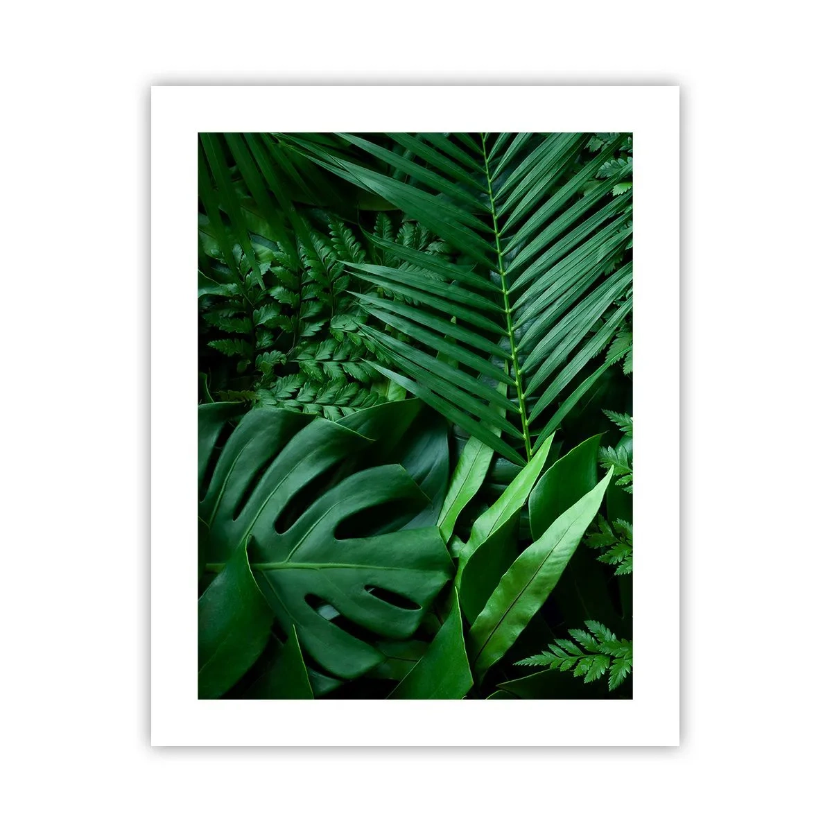 Poster - Înfășurate în verde - 40x50 cm
