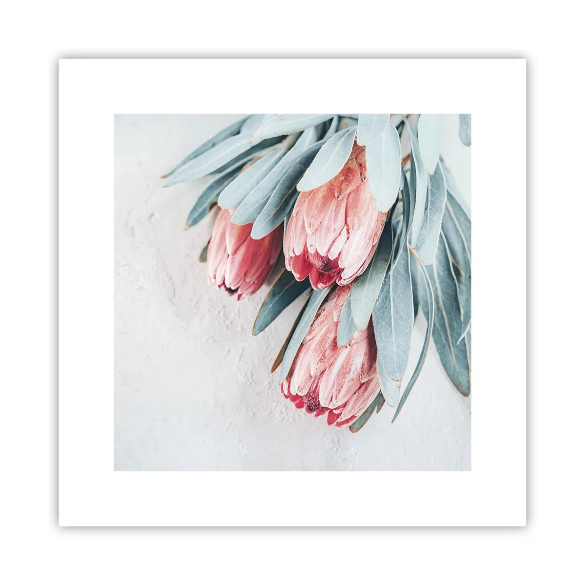 Poster - Rușinate de propria lor frumusețe - 30x30 cm