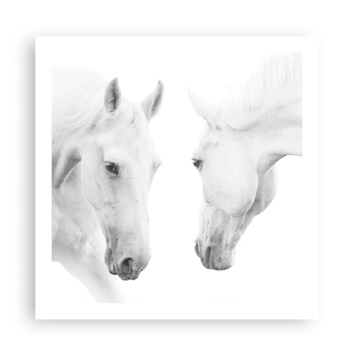 Poster - Este aceasta o prietenie...? - 60x60 cm
