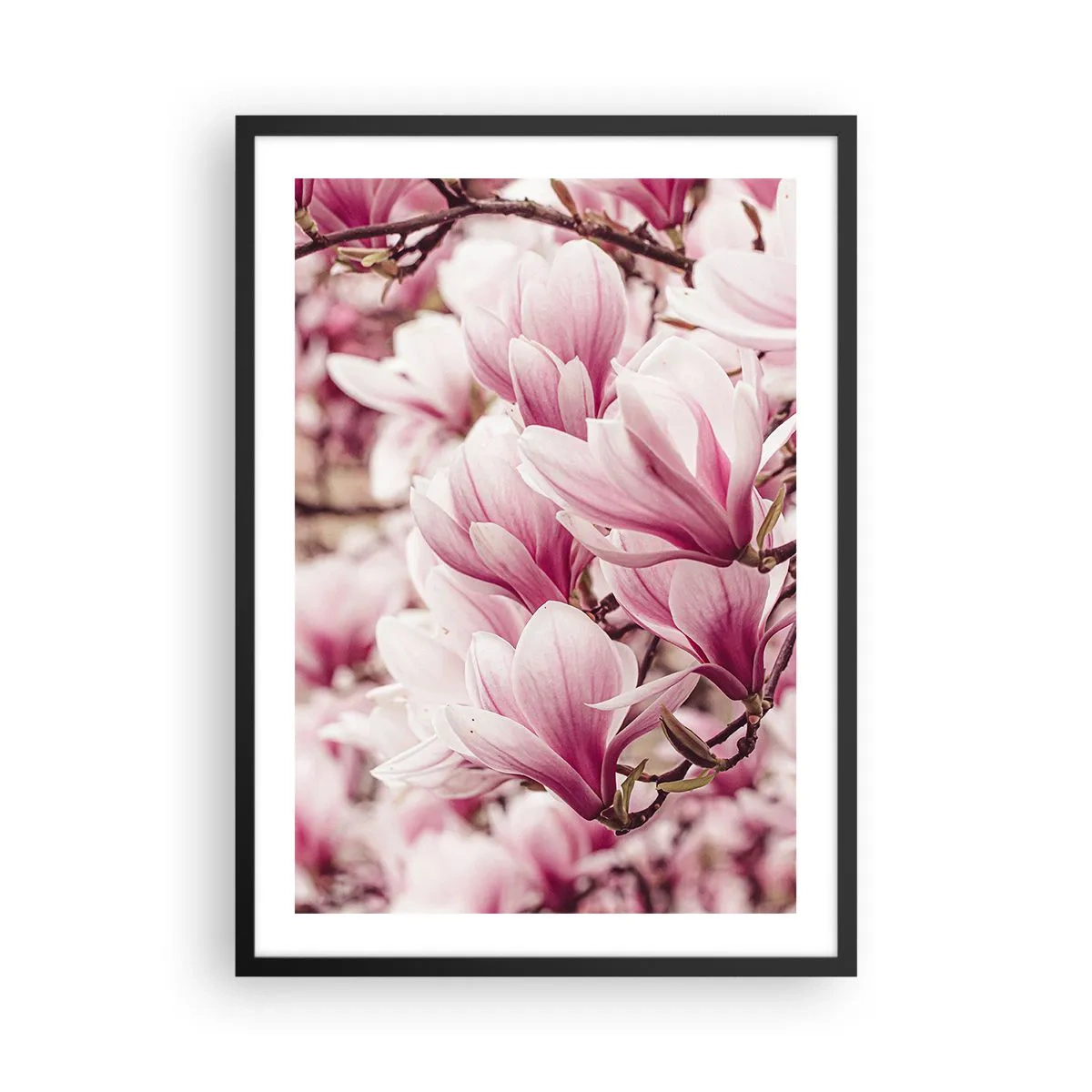 Poster în ramă neagră - Magnolii romantice înflorite în roz delicat - 50x70cm - Primăvara este roz - Decorațiune modernă pentru perete pentru living și dormitor ARTTOR