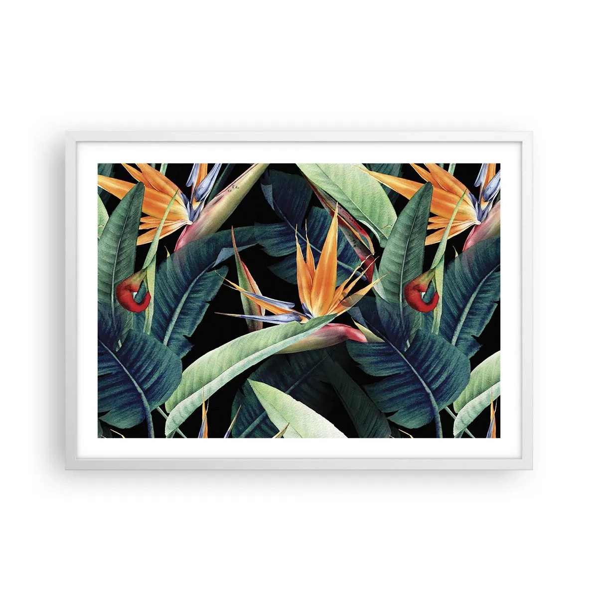 Poster în ramă albă - Florile de flacără ale tropicelor - 70x50 cm