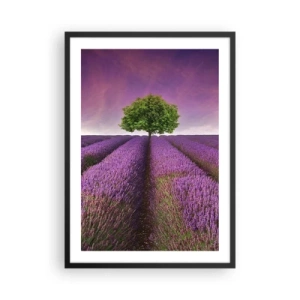 Poster în ramă neagră - Un câmp de lavandă cu un copac singuratic pe fundalul unui cer violet - 50x70cm - În câmpurile de lavandă - Decorațiune modernă pentru perete pentru living și dormitor ARTTOR