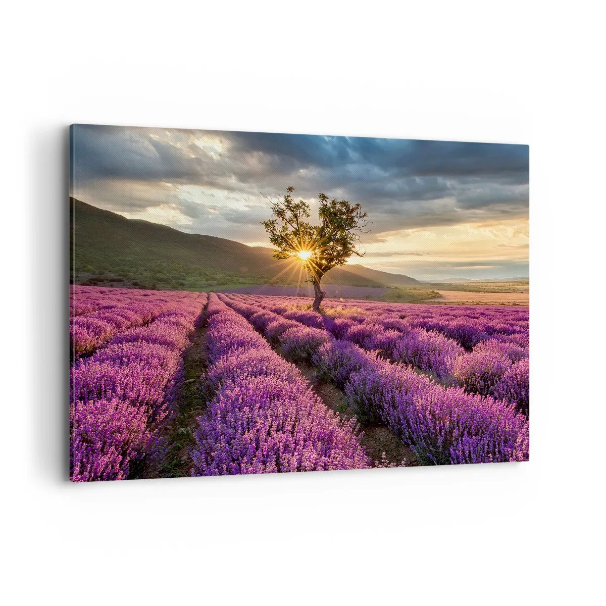 Tablou pe pânză - Aroma în liliac - 100x70 cm
