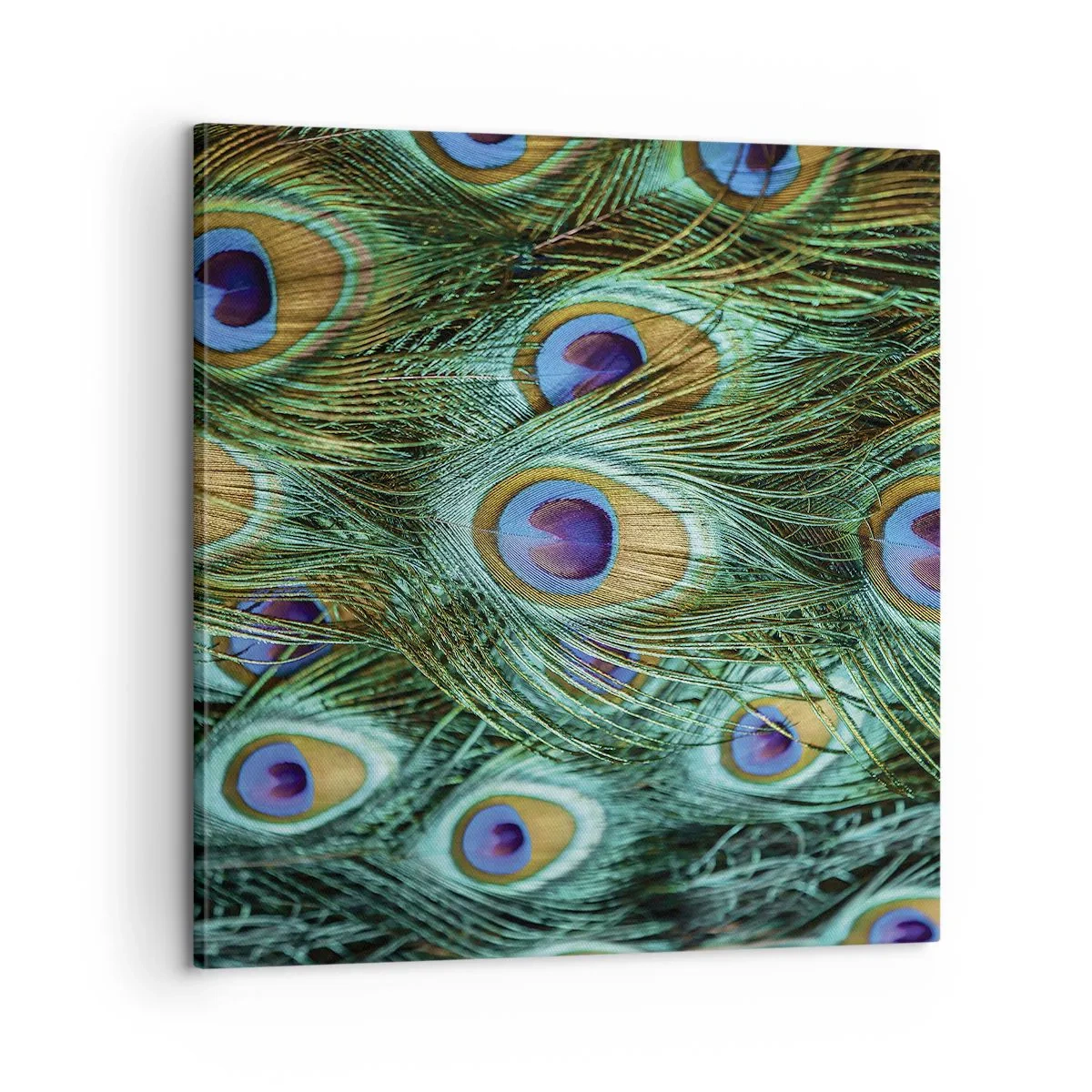 Tablou pe pânză - O privire cu ochi de păun - 60x60 cm