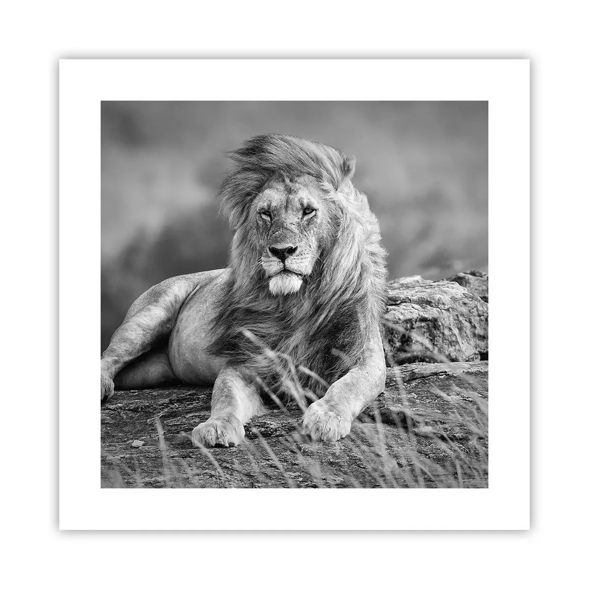 Poster - Siesta regală - 40x40 cm