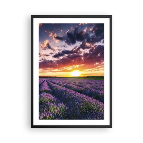 Poster în ramă neagră - Câmp de lavandă la apus - 50x70cm - Lumea lavandei - Decorațiune modernă pentru perete pentru living și dormitor ARTTOR