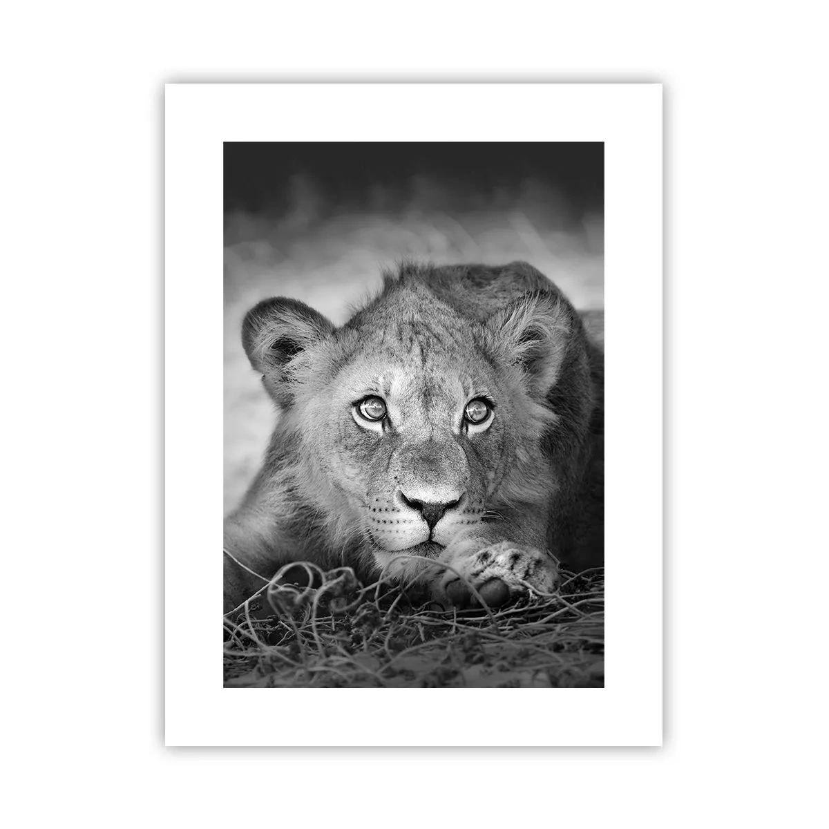 Poster - Pisicuța regală - 30x40 cm