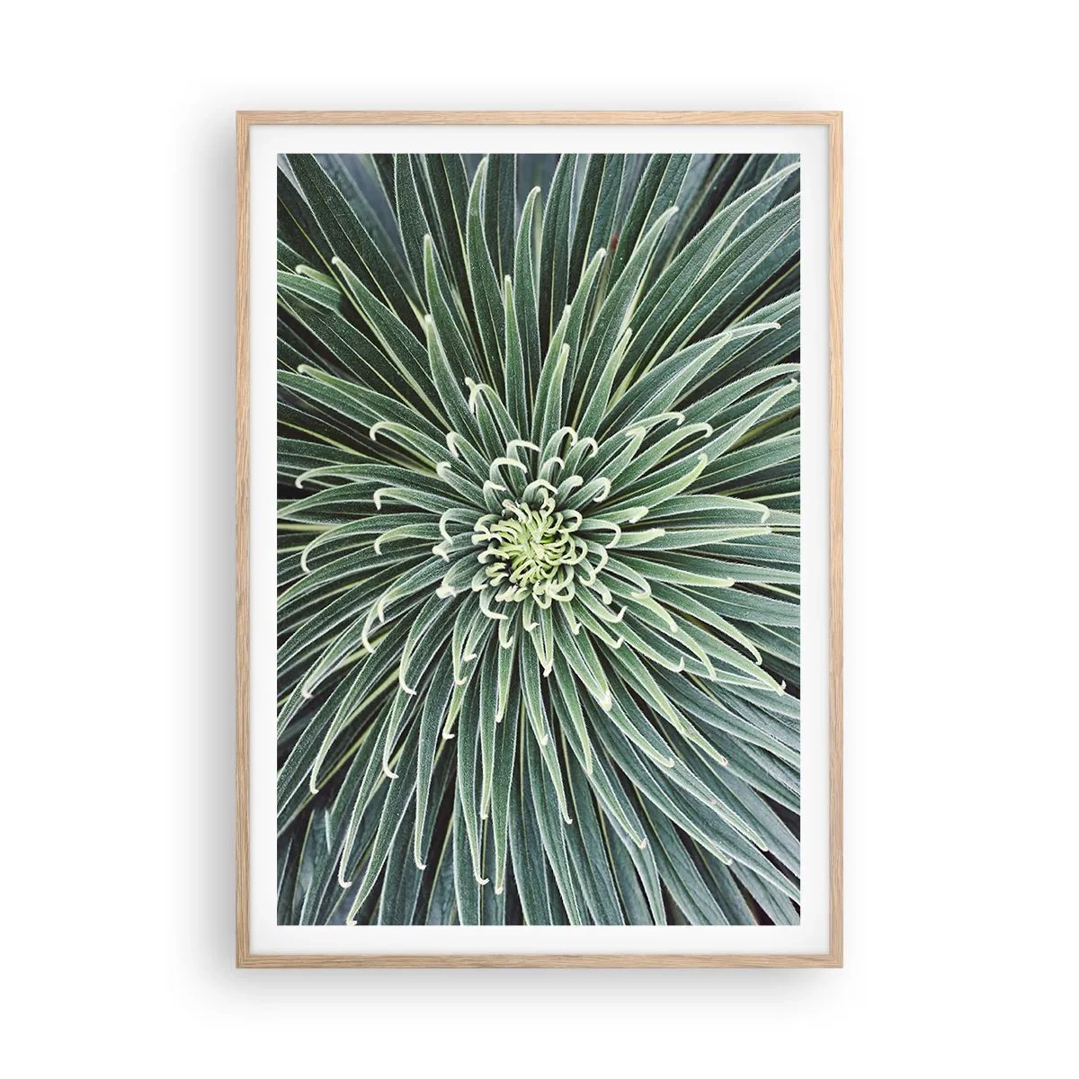 Poster în ramă de stejar deschis - Nașterea unei stele - 70x100 cm