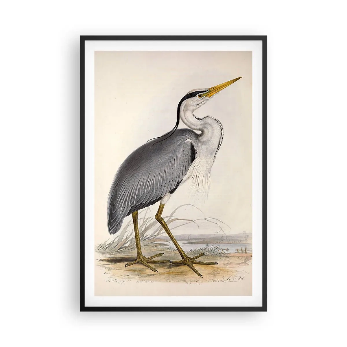 Poster în ramă neagră - Farmecul unui stârc - 61x91 cm