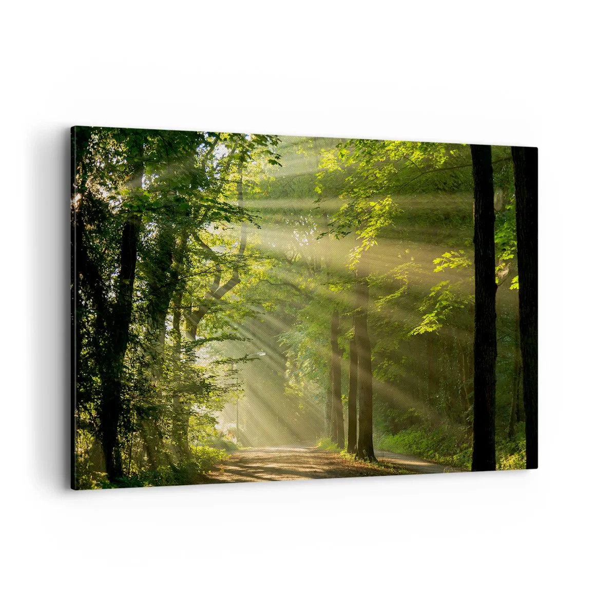 Tablou pe pânză - Moment de pădure - 120x80 cm