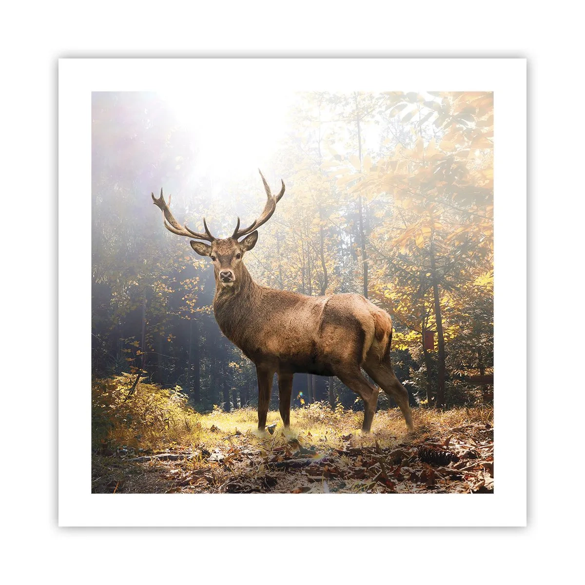 Poster - Măreție calmă - 50x50 cm