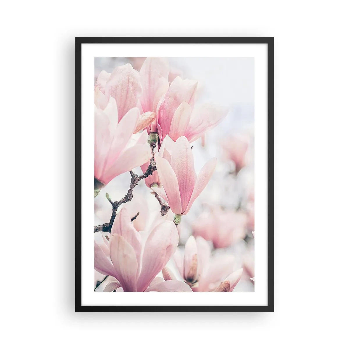 Poster în ramă neagră - Magnolii roz într-un decor subtil de primăvară - 50x70cm - Idealul de subtilitate - Decorațiune modernă pentru perete pentru living și dormitor ARTTOR
