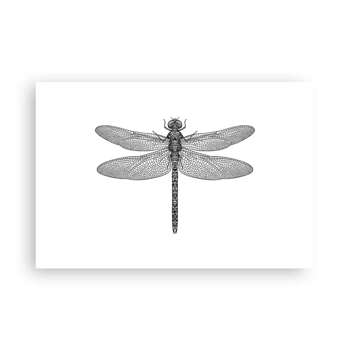 Poster - Precizia naturii - 91x61 cm