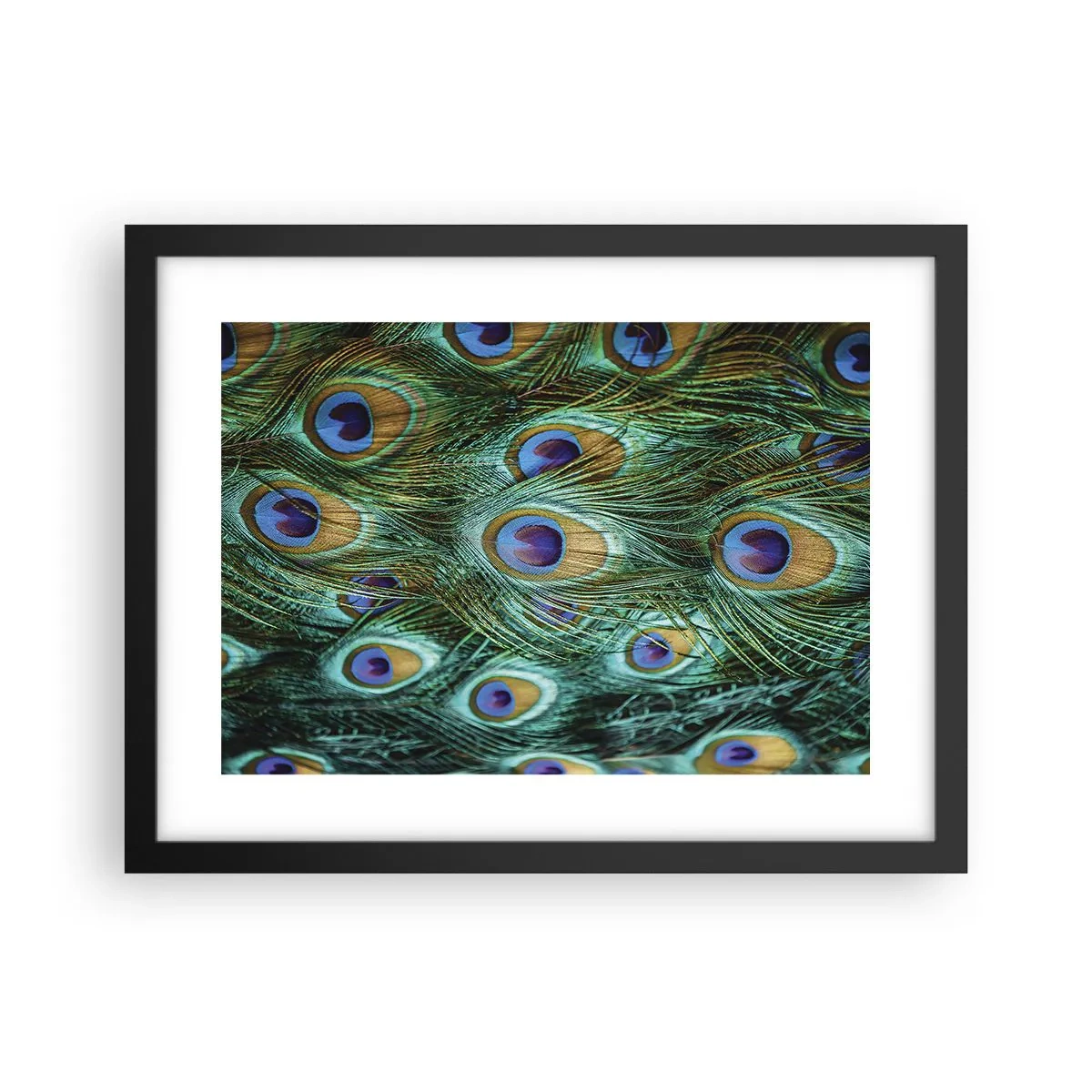 Poster în ramă neagră - O privire cu ochi de păun - 40x30 cm